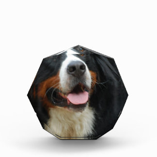 baby bernese mountain mountain acrylic awards zazzle baby bernese mountain mountain acrylic awards zazzle