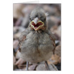 Baby Bird Attitude Card