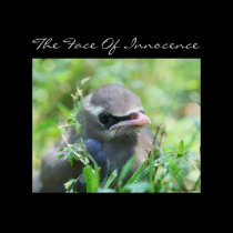 Baby Bird Innocence Inspirational Nature Poster posters