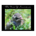 Baby Bird Innocence Inspirational Nature Poster posters