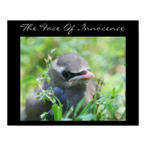 Baby Bird Innocence Inspirational Nature Poster posters