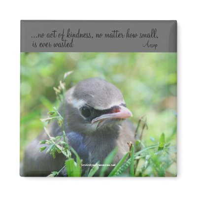 Baby Bird Inspirational Nature Photo Magnet by SmilinEyesTreasures