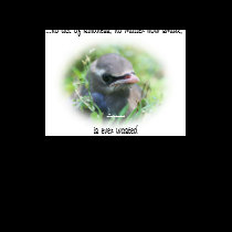Baby Bird Inspirational Nature Photo T Shirt