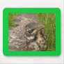 Baby bird