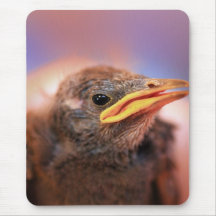 Baby Bird Mousepads