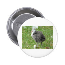 baby bird buttons