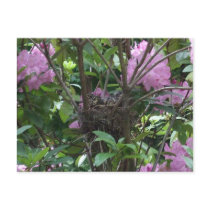 Baby Bird Postcard