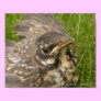 Baby bird