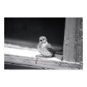 Baby Bird posters by naynay917 Baby Bird posters