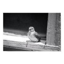 Baby Bird posters
