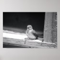 Baby Bird posters