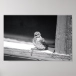 Baby Bird Posters