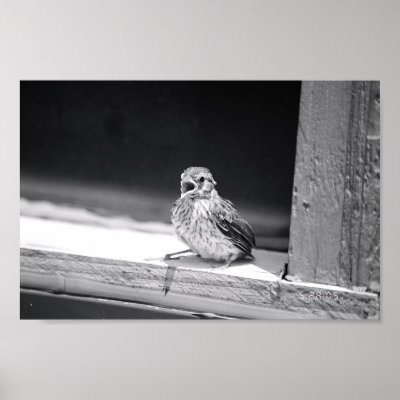 Baby Bird Posters by naynay917