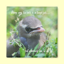 Baby Bird Too Cute Funny Nature Magnet magnets