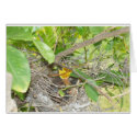 Baby birdie cards