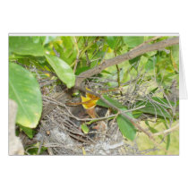 Baby birdie cards