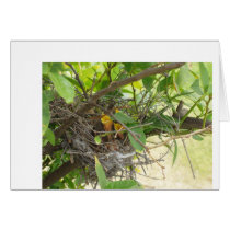 Baby birdies cards