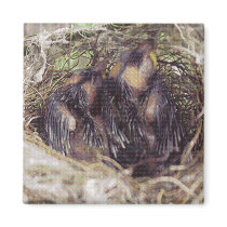 Baby Birds 1 Magnets