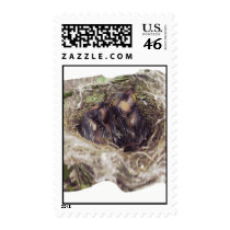 Baby Birds 1 Stamps