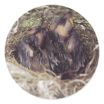 Baby Birds 1 Stickers
