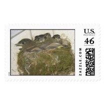 baby birds postage