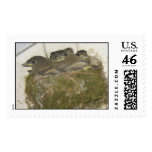 baby birds stamps
