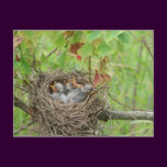 Baby Birds