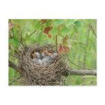 Baby Birds