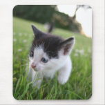 Baby black and white kitten in grass mousepad