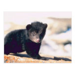 Baby Black Bear Post Cards