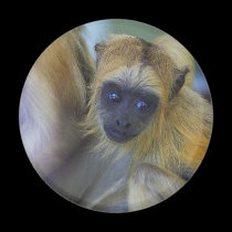 Baby Black Howler Monkey magnets