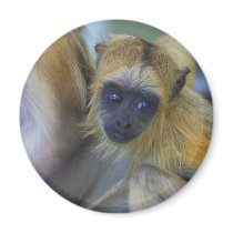 Baby Black Howler Monkey magnets by jdmphotography Baby Black Howler Monkey magnets