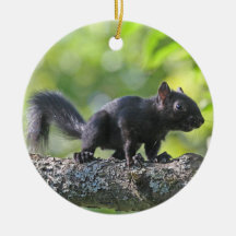 Baby Black Squirrel Christmas Tree Ornaments