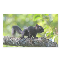Baby Black Squirrel Rectangular Sticker