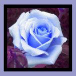 Baby Blue Rose Poster posters