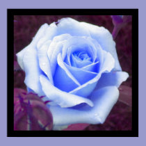 Baby Blue Rose Poster posters