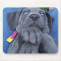 baby blue weimeraner mousepads by jojoluvschevy baby blue weimeraner mousepads