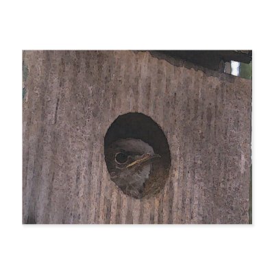 Baby Bluebird Postcard by naturegirl7