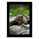 Baby Bobcat Greeting Cards