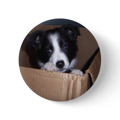 Baby Border Collie Pinback Button by DragonJedi86