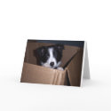 Baby Border Collie cards