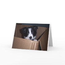 Baby Border Collie cards