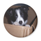 round_magnet - My Baby Border Collie