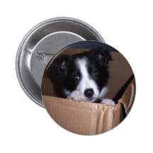 Baby Border Collie Pinback Button