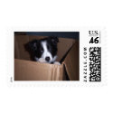 Baby Border Collie postage