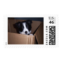 Baby Border Collie Postage