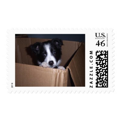 Baby Border Collie Postage by DragonJedi86