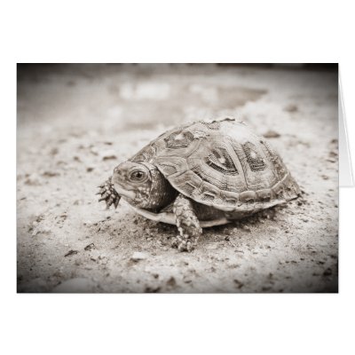 Baby Box Turtle Card by camcguire