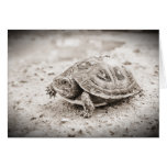 Baby Box Turtle Card