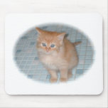 baby boy[1] (2) kitten mouse pads